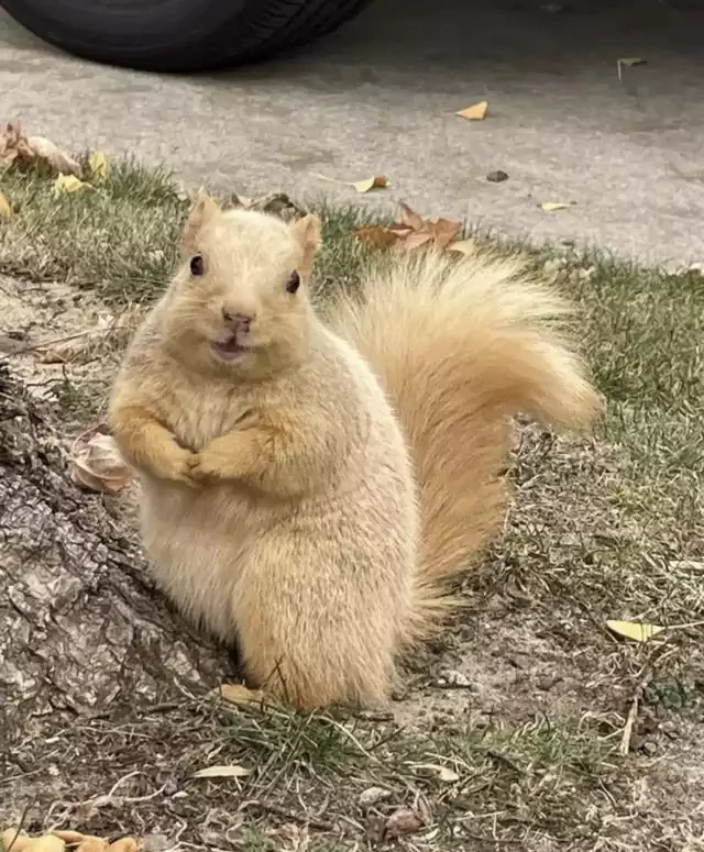 Gli scoiattoli non mangiano solo noccioline - Pagina 3 A8bw7g10