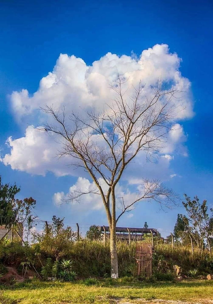 Dipendiamo dagli alberi salviamoli Abgym710