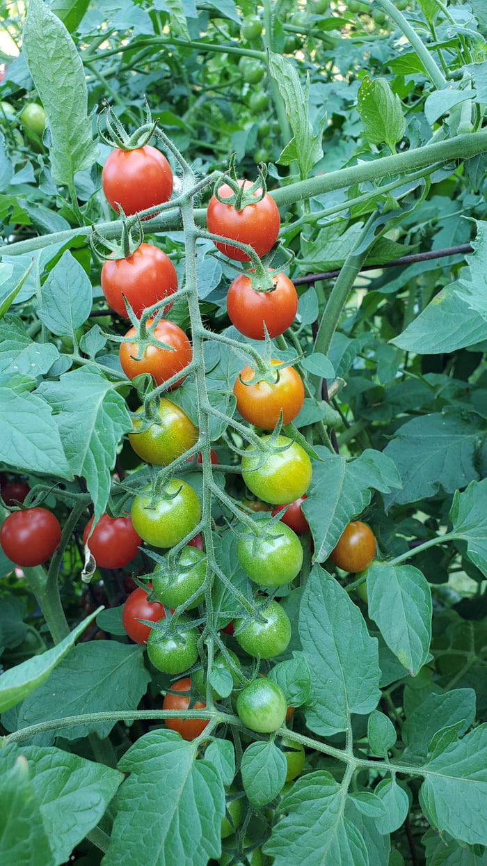 Pomodori diverse maturazioni stessa pianta Ad48nn10