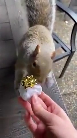 Gli scoiattoli non mangiano solo noccioline - Pagina 5 Aww-fu16