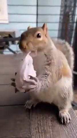 Gli scoiattoli non mangiano solo noccioline - Pagina 5 Aww-fu19