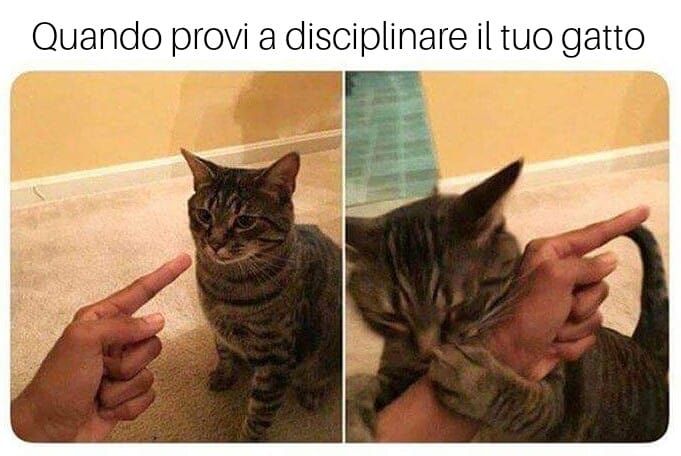 Meme del giorno - Pagina 10 Ecco-610