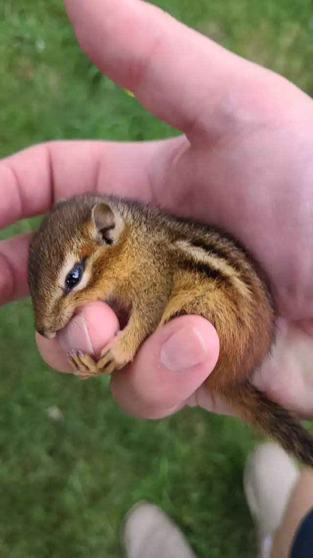 Gli scoiattoli non mangiano solo noccioline - Pagina 5 Fpifym10