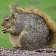 Gli scoiattoli non mangiano solo noccioline - Pagina 3 Her9gk10