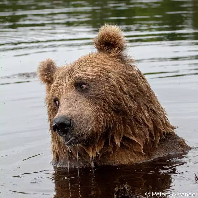 Foto di animali meravigliose - Pagina 25 I2x0s110