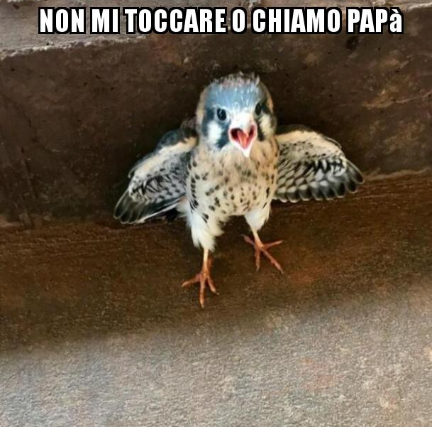 Meme di divertiamoci col lotto - Pagina 21 Img111