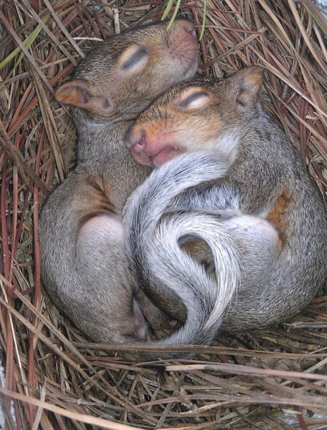 Foto di animali meravigliose - Pagina 29 J91mx110