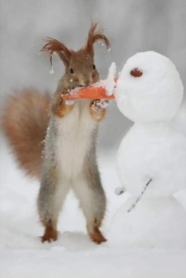 Gli scoiattoli non mangiano solo noccioline - Pagina 6 Kymppm10