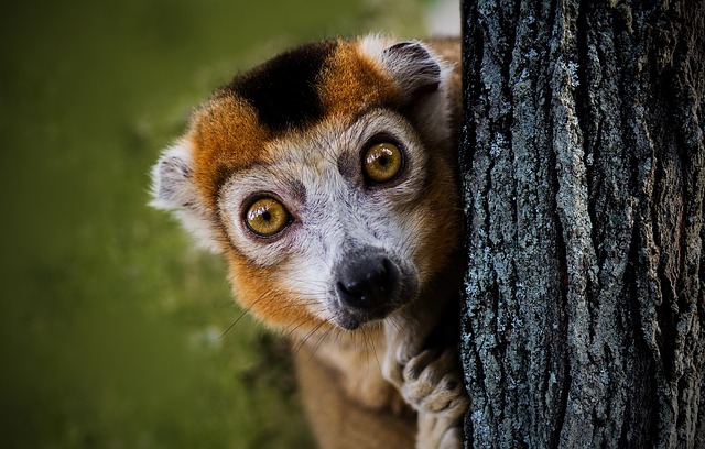 Foto di animali meravigliose - Pagina 7 Maki-310