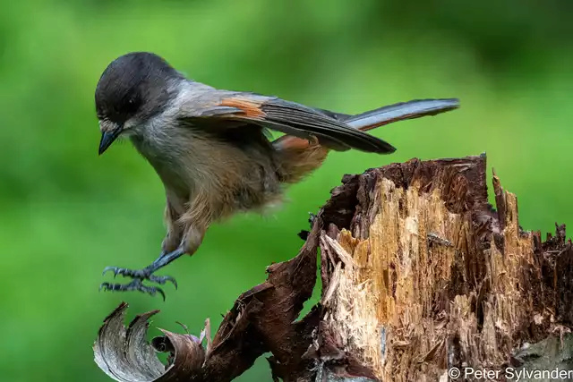 Foto di animali meravigliose - Pagina 25 Njdyhz10