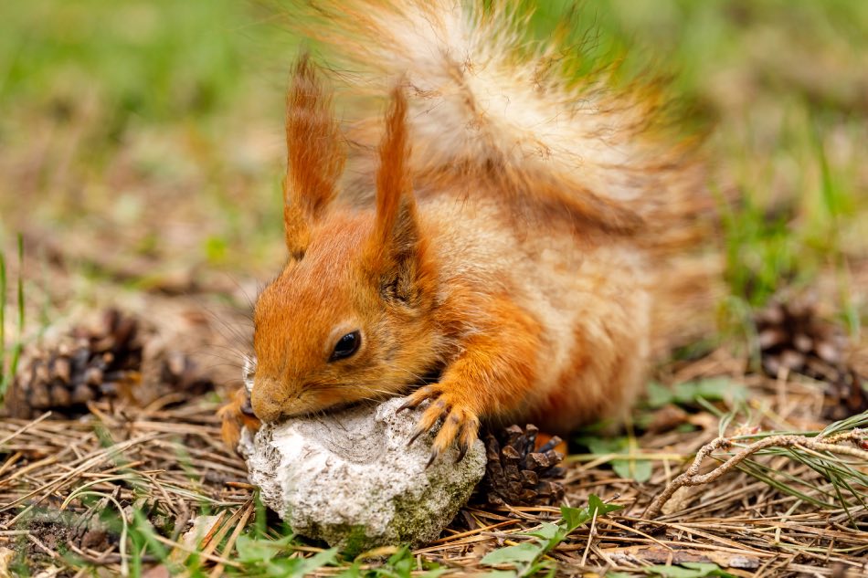 Gli scoiattoli non mangiano solo noccioline - Pagina 3 Scoiat12