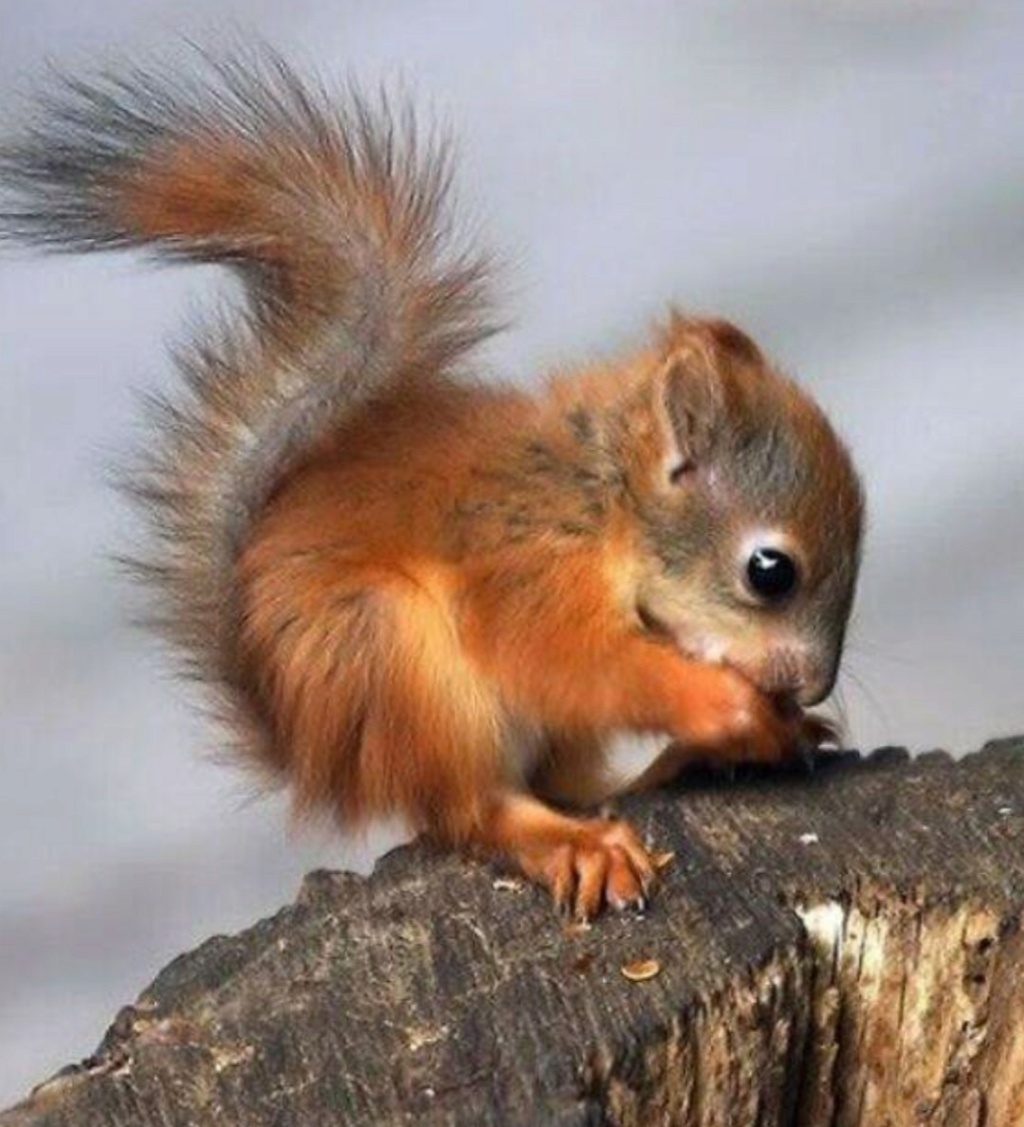 Gli scoiattoli non mangiano solo noccioline - Pagina 6 Scre1001