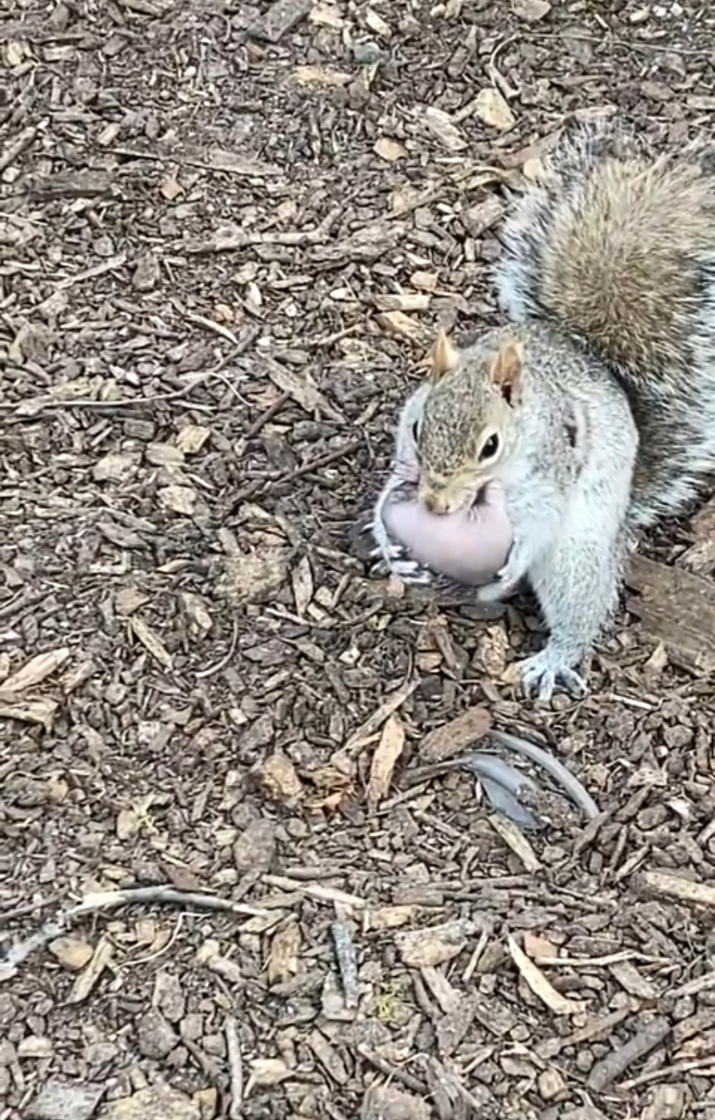 Gli scoiattoli non mangiano solo noccioline - Pagina 6 Scre1158
