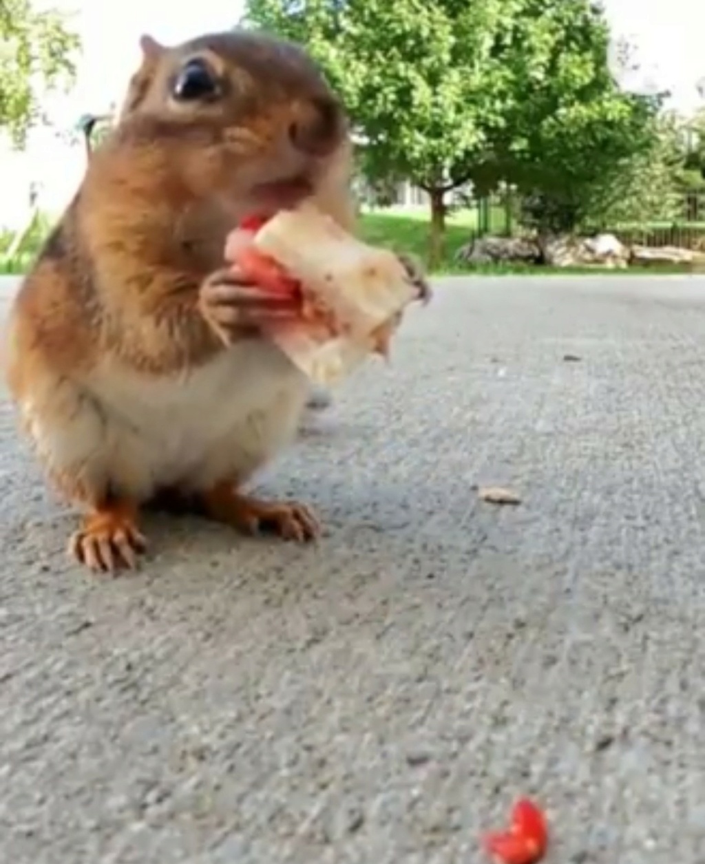 Gli scoiattoli non mangiano solo noccioline - Pagina 7 Scre2269