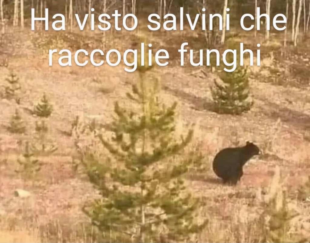 Divertiamoci con gli animali  - Pagina 4 Scre2404