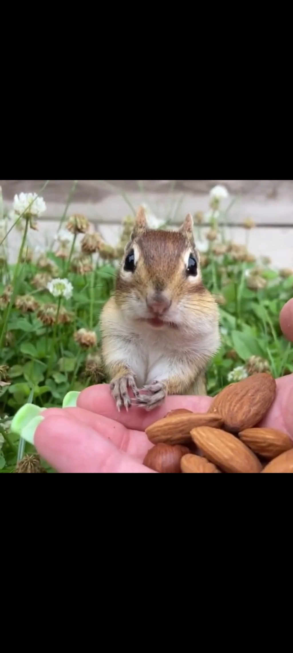 Gli scoiattoli non mangiano solo noccioline - Pagina 3 Scree121