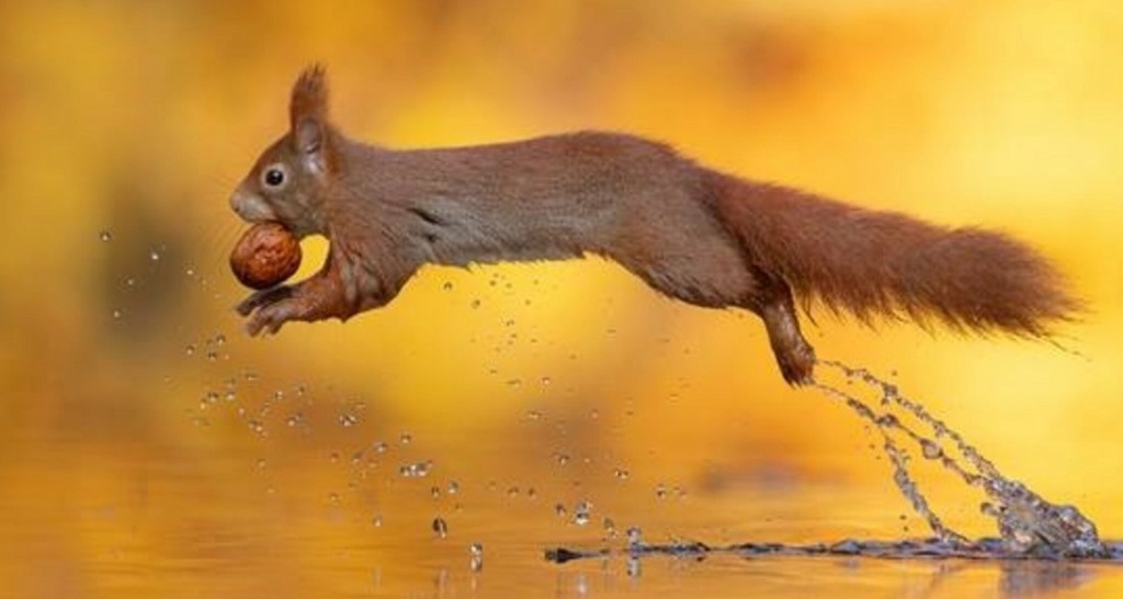 Gli scoiattoli non mangiano solo noccioline - Pagina 4 Scree347