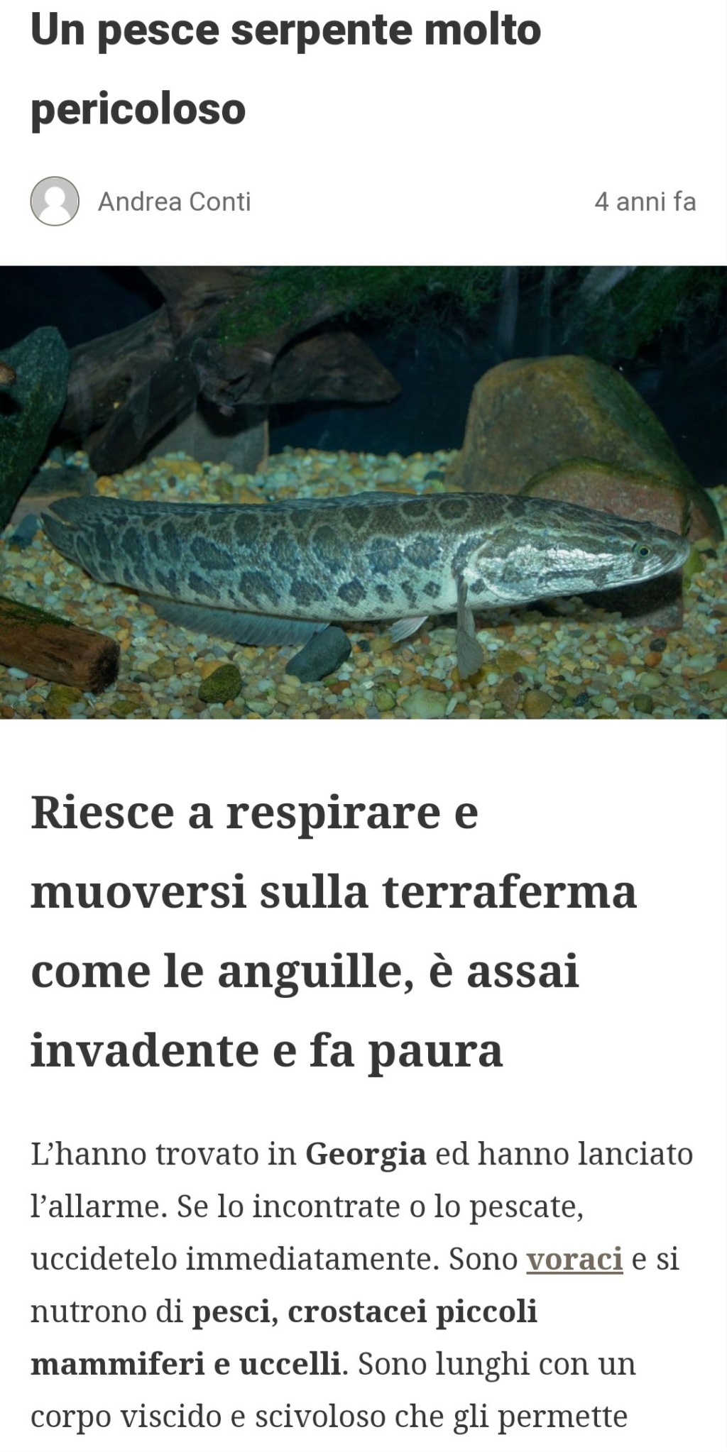 Pesce testa di serpente  Scree475