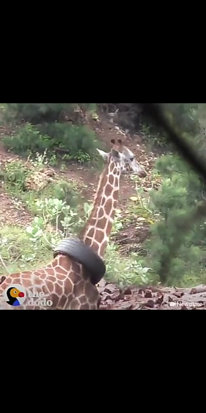 Giraffa con gomma salvata dopo anni Scree566