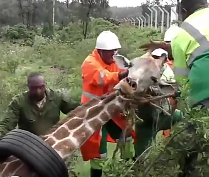 Giraffa con gomma salvata dopo anni Scree567