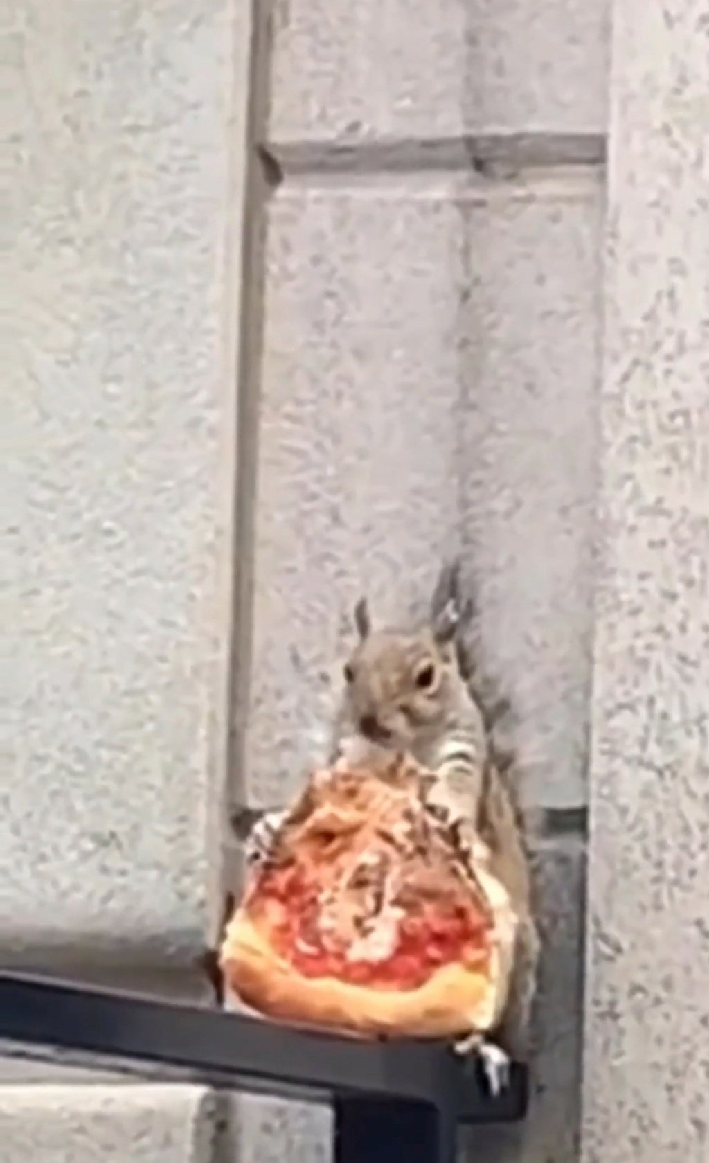 Gli scoiattoli non mangiano solo noccioline - Pagina 5 Scree941
