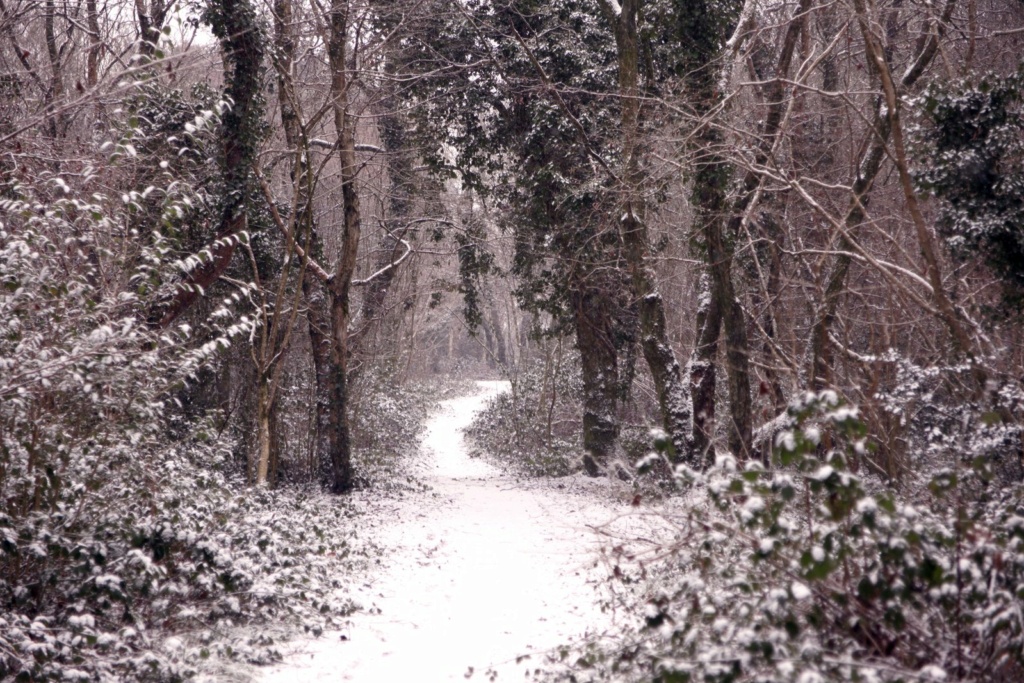 Quella strada nel bosco - Pagina 3 Snowy-10