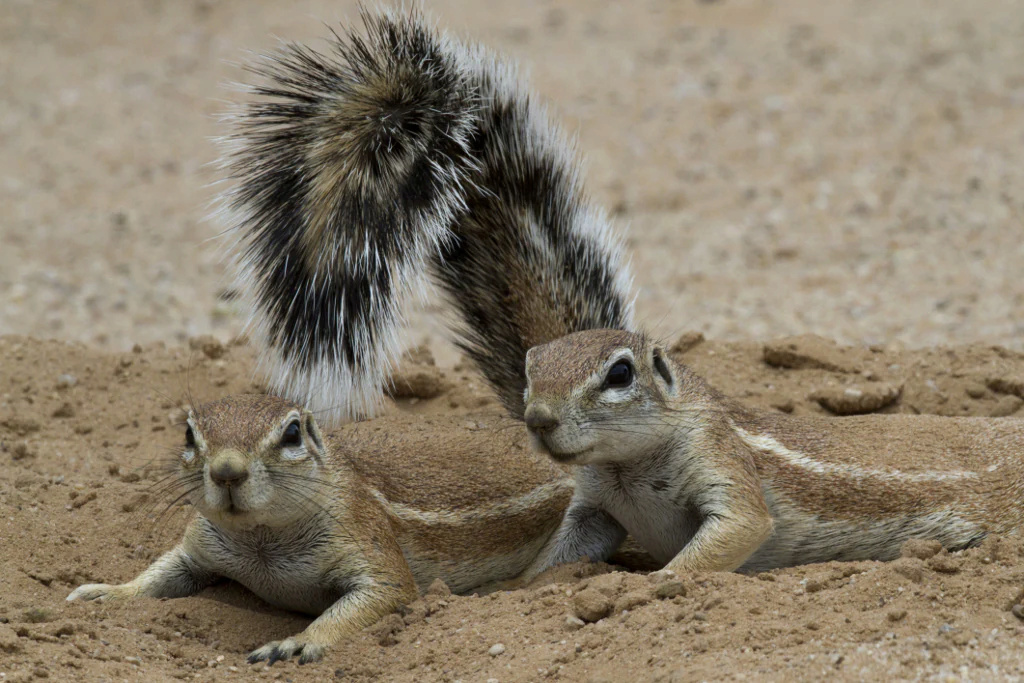 Gli scoiattoli non mangiano solo noccioline - Pagina 4 Th_45110