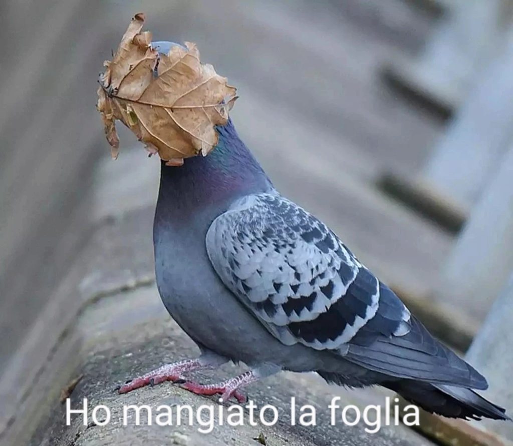 Divertiamoci con gli animali  These-10