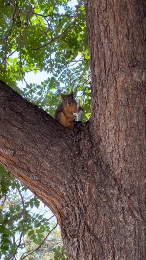 Gli scoiattoli non mangiano solo noccioline - Pagina 4 Times-12