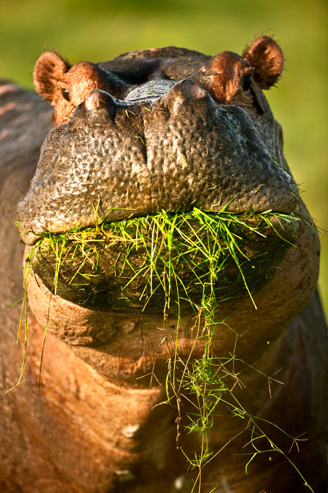 Foto di animali meravigliose Tumblr17