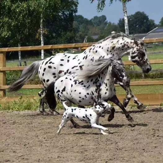 Foto di animali meravigliose - Pagina 22 Wbriba10