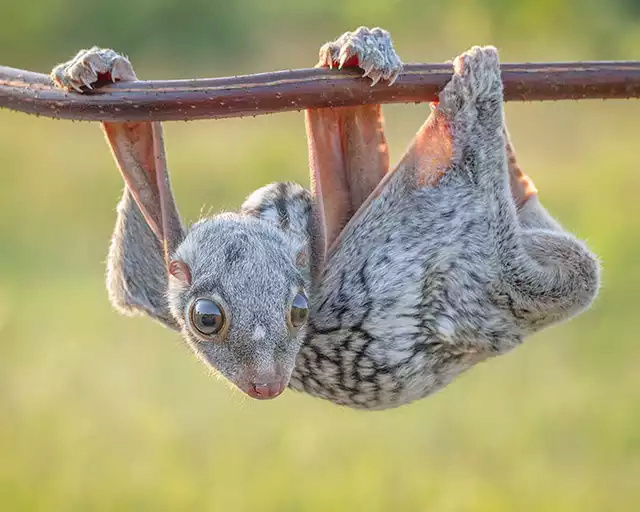 Foto di animali meravigliose - Pagina 19 Yz0dbf10