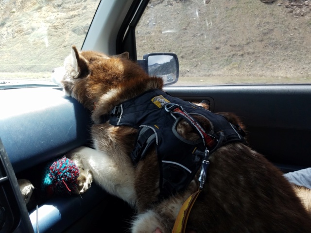 Hiking with dogs~Mt. Sniktau 20190513