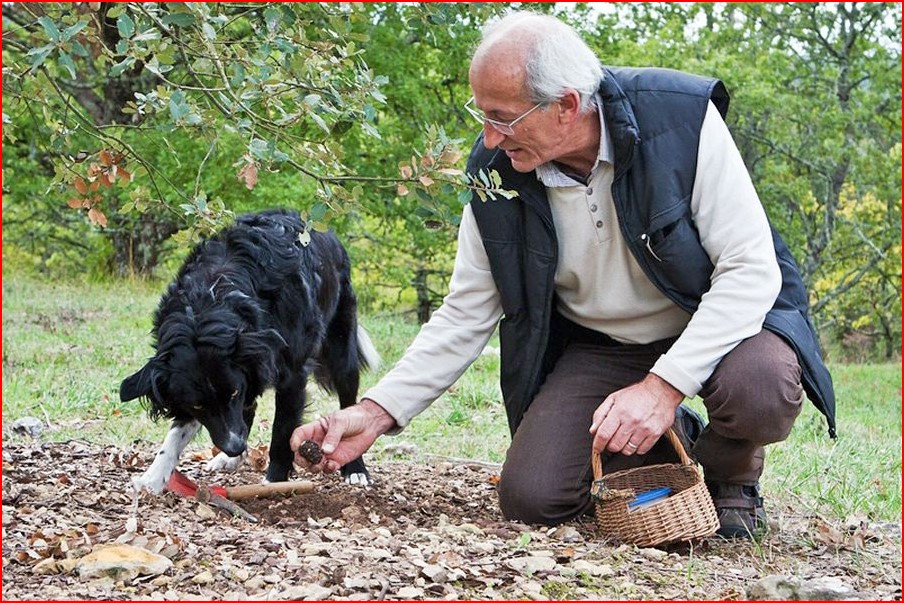 Produire des truffes de Champagne Chasse10