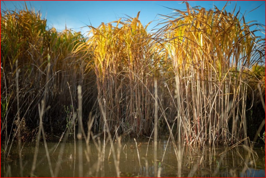 Le miscanthus, énergie, quand le roseau brisa ses chaînes - Page 4 Marais11