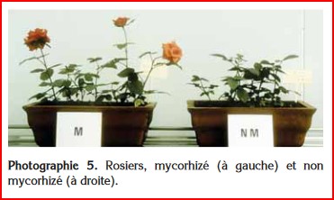 Communication énergie, eau, sol, plantes, animaux, hommes Mycorh15