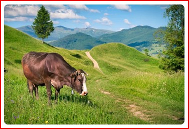 Vols : les GPS de tracteur attisent les convoitises - Page 2 Vache_12