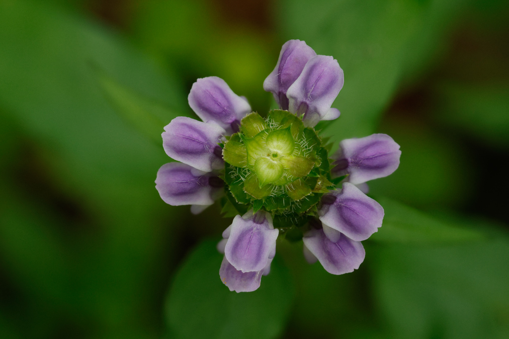 Brunelle commune (Prunella vulgaris L.) Brunel10