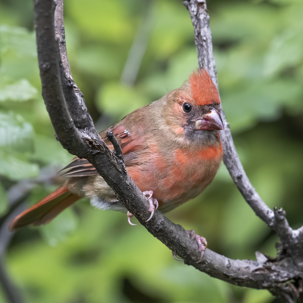 Cardinal immature Cardin10