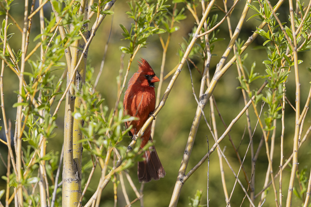 Cardinal rouge Cardin12