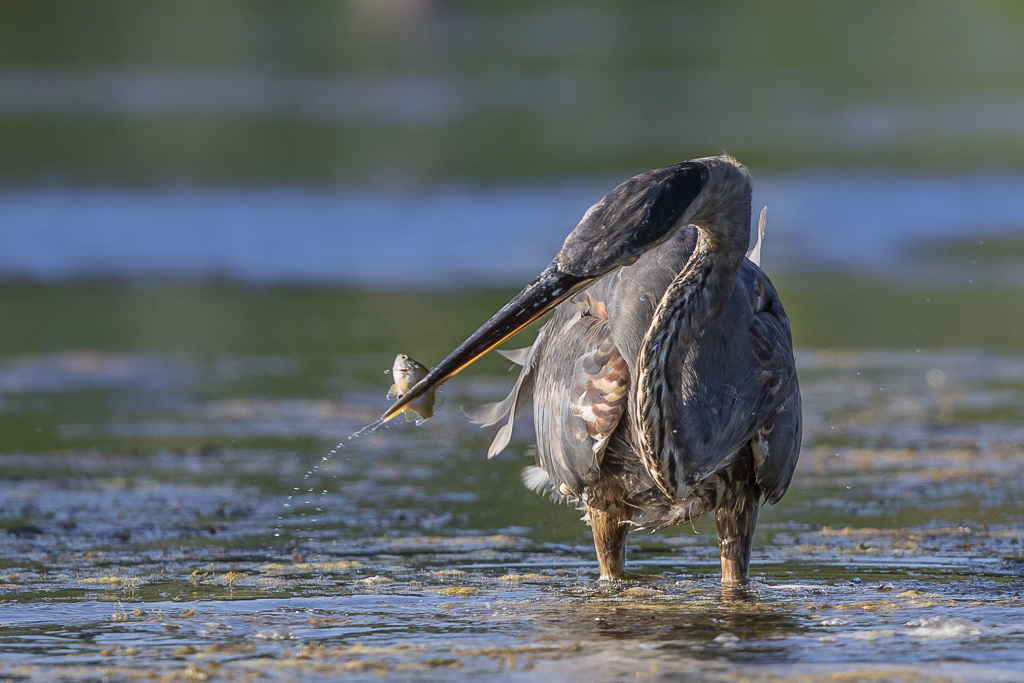 Grand Héron à la pêche Gheron10