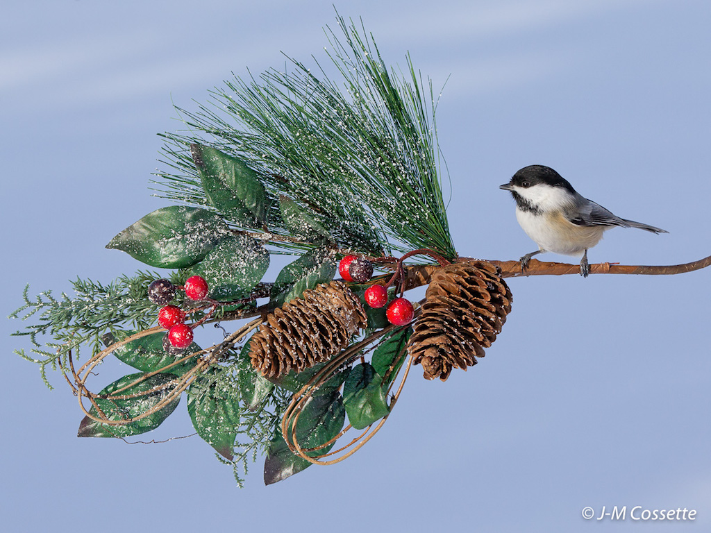 Bonne année (mésange) Mzosan10