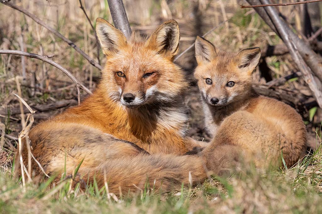 Renardeau et Papa Renard11