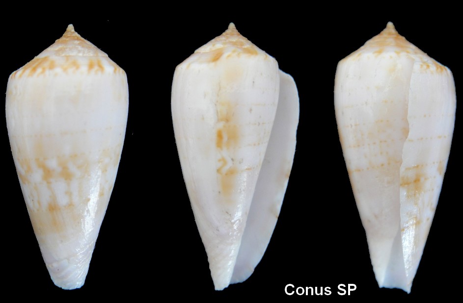 Conus kinoshitai (Afonsoconus) Kuroda, 1956 Conus_19