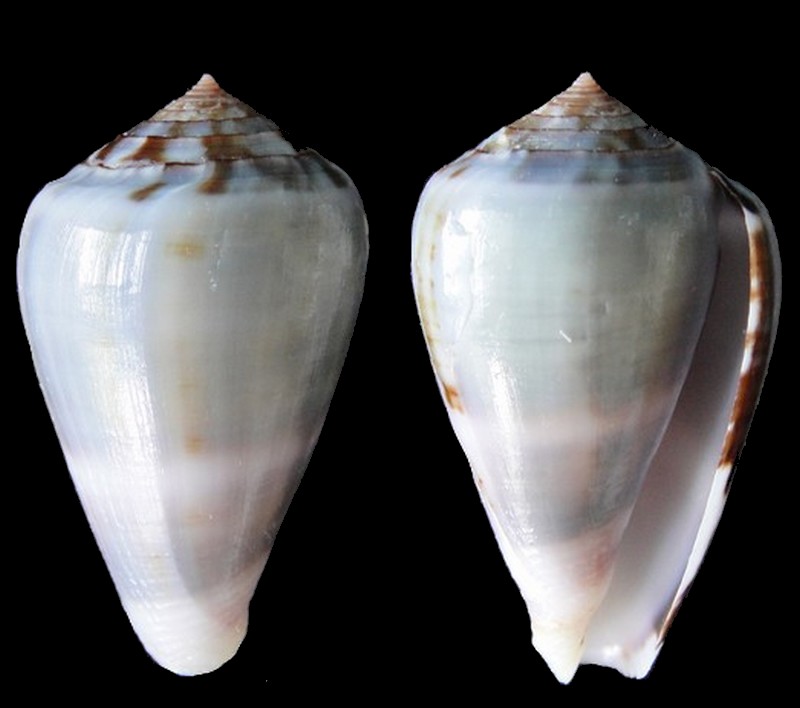 Conus (Chelyconus) ermineus inquinatus   Reeve, 1849 Conus_39