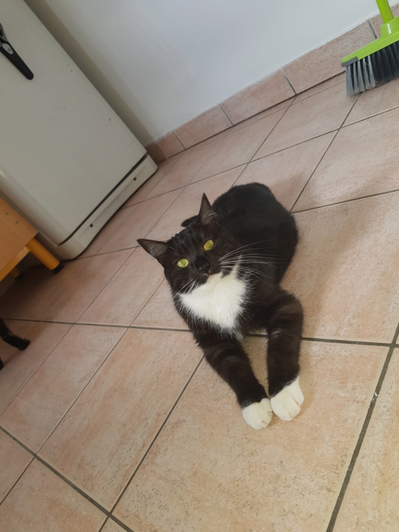 NEREO, chaton mâle marbré noir/smocke et blanc, né vers le 15/04/17 20180410