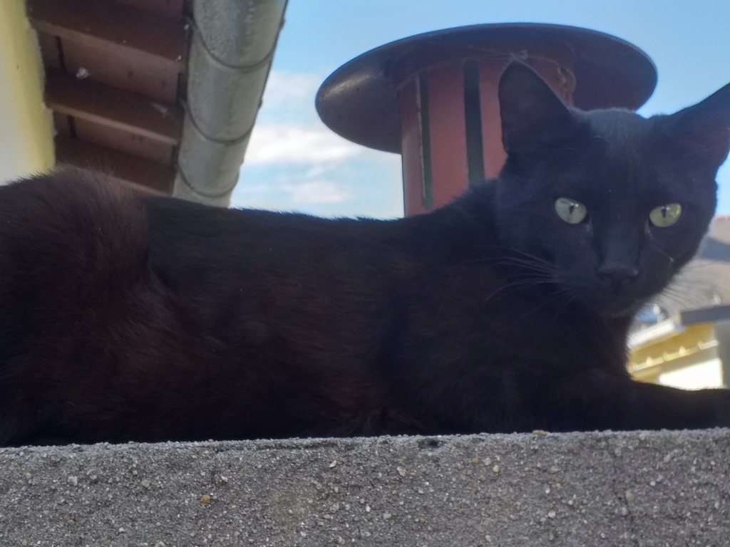 Oudini, chaton mâle noir, né le 12.04.2018 20190619