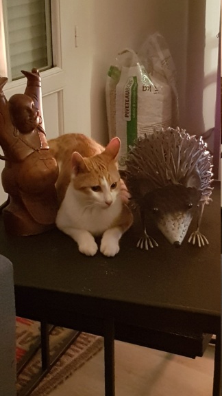 Pipper, chaton mâle roux et blanc, né le 09/08/2019 20200313
