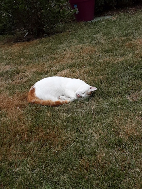PEPITO, chaton européen, blanc et roux, yeux clairs, né le 01/05/19 20200817