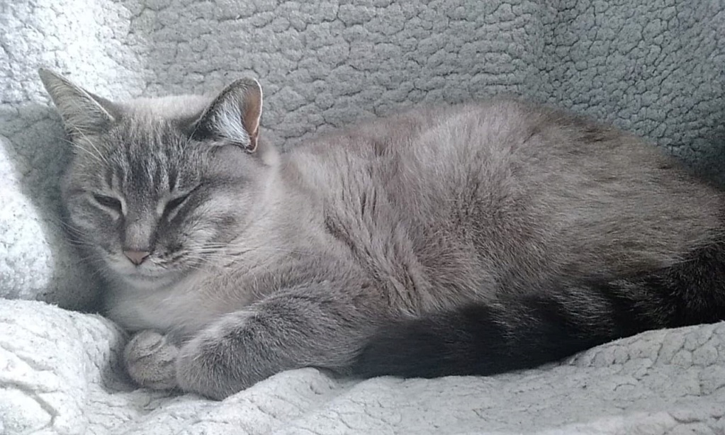 Orabella, chatte croisée siamois crème et gris, née en septembre 2018. Bella112